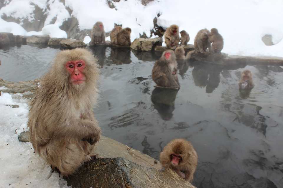 snow-monkeys-bathing